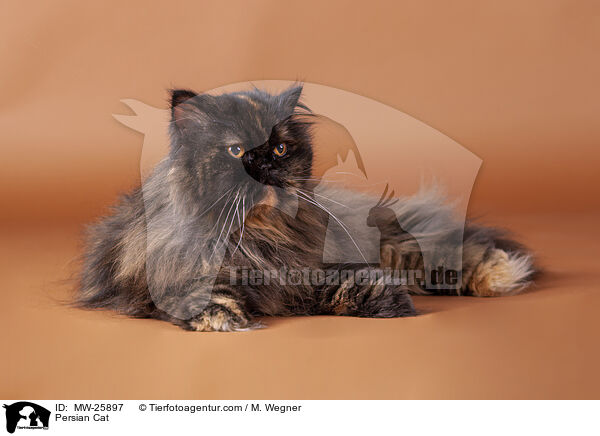 Persian Cat / MW-25897