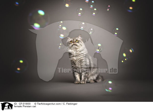 Perser Ktzin / female Persian cat / CF-01800