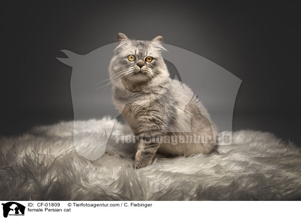 Perser Ktzin / female Persian cat / CF-01809