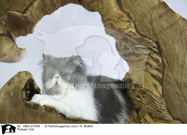 Perser / Persian Cat / HBO-07066