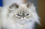 Persian Cat Portrait