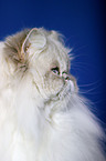 Persian Cat Portrait