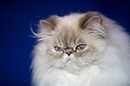 Persian Cat Portrait