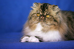 lying persian cat