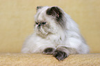 lying persian cat