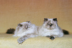 lying persian cats