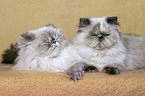 lying persian cats