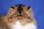 Persian Cat Portrait