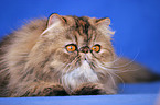 lying persian cat