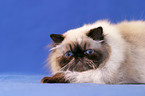 lying persian cat