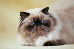 lying persian cat