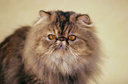 Persian Cat Portrait