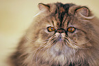 Persian Cat Portrait