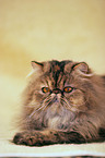 lying persian cat