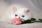 white persian cat