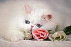 white persian cat