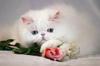 white persian cat