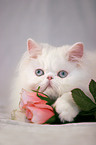 white persian cat