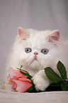 white persian cat