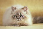 lying persian kitty