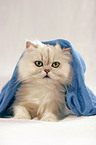 sitting persian cat