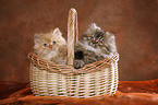 Persian Kitten in basket