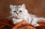 lying persian cat