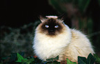 persian cat