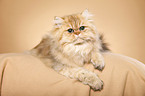 persian cat