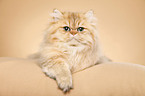 persian cat