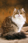 sitting Persian cat