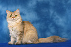 sitting Persian cat