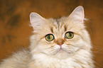 Persian cat portrait