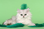 Persian kitten with feathers