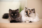 persian cats