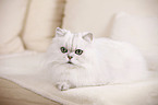 Chinchilla Persian Cat