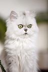 persian cat