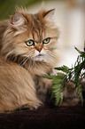 persian cat