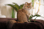 persian cat