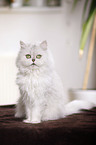 persian cat