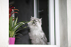 persian cat on window