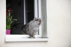 persian cat on window