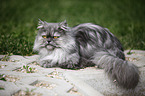 lying persian cat