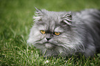 persian cat portrait