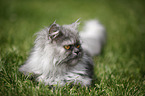 lying persian cat