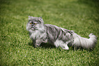 persian cat