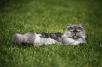 lying persian cat