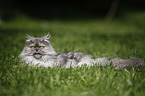 lying persian cat