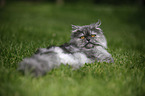 lying persian cat