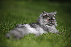 lying persian cat